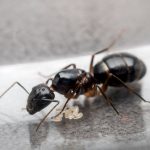 Carpenter Ants