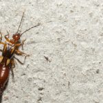 Earwig