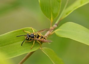 wasp on leaf