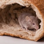 mouse in bread