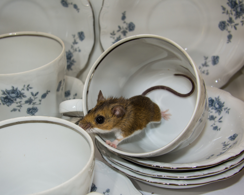 mouse in a teacup