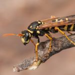 wasp removal