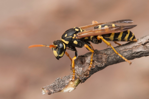 wasp removal