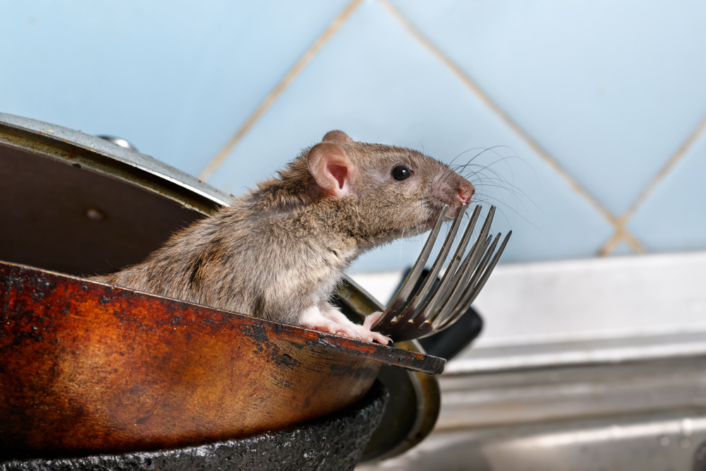 rodent deterrents