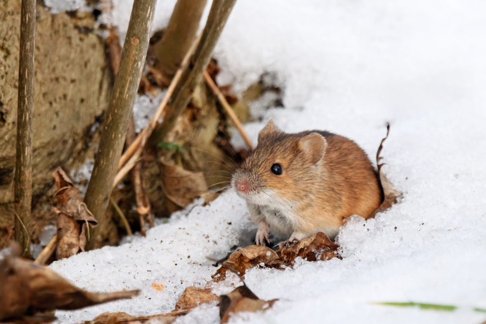 common winter pests on the cape