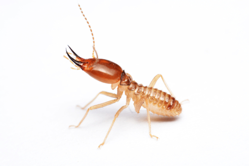 Things To Do When Pests Infest Your Home